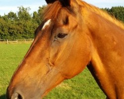 broodmare Hilka (Hanoverian, 1992, from Hitchcock)