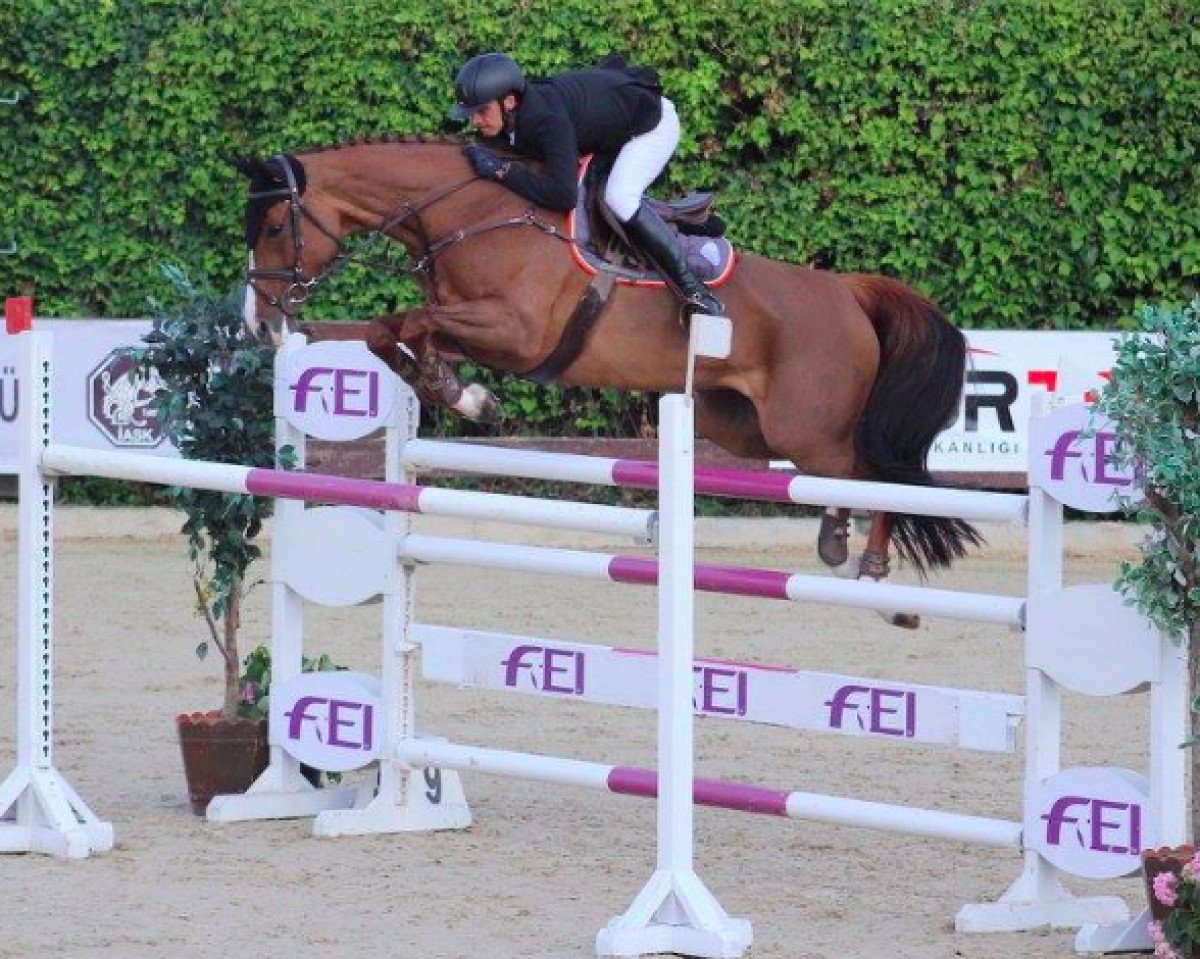 broodmare Cadet (Hungarian Warmblood, 2007, from Clarimo Ask)