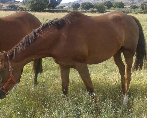 broodmare Jacaranda xx (Thoroughbred, 2011, from Ski Wells xx)