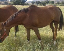 broodmare Jacaranda xx (Thoroughbred, 2011, from Ski Wells xx)