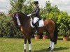 dressage horse Almaviva H (Holsteiner, 2011, from Ampère)