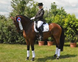 dressage horse Almaviva H (Holsteiner, 2011, from Ampère)