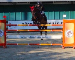 jumper Baran (Hanoverian, 2003, from Escudo I)