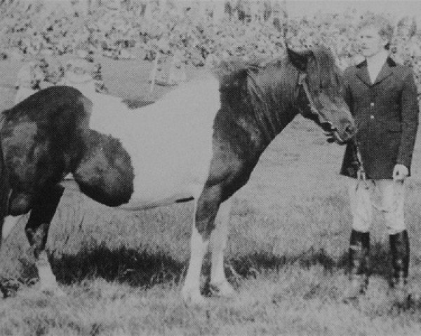 broodmare Hrafnhetta frá Sauðárkróki (Iceland Horse, 1968, from Eyfirðingur frá Akureyri)