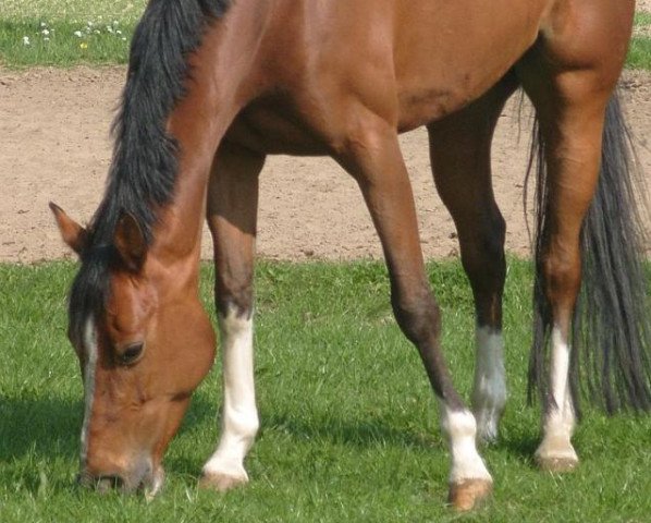 broodmare Felina-Fay (Little German Riding Horse, 2002, from Fürst Piccolo)