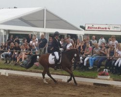 jumper Avalons Northern Dancer (German Riding Pony, 2008, from Nature Boy)