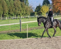 dressage horse Pete 12 (Westphalian, 2007, from Polany)