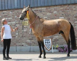 stallion PepionoTeke (Akhal-Teke, 2012, from Portos)