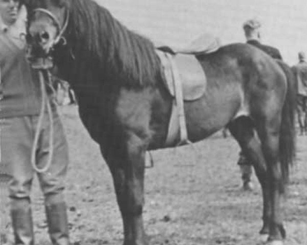 stallion Rökkvi frá Dalkoti (Iceland Horse, 1956, from Sörli frá Dalkoti)