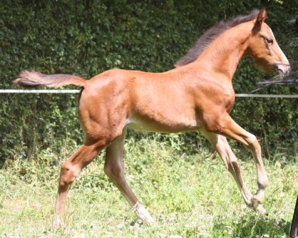 Pferd Hestia du Sham (Selle Français, 2017, von Baloubar Mail)