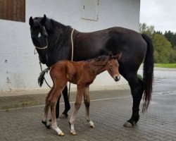 broodmare Schwarze Perle (Hanoverian, 2005, from Stedinger)