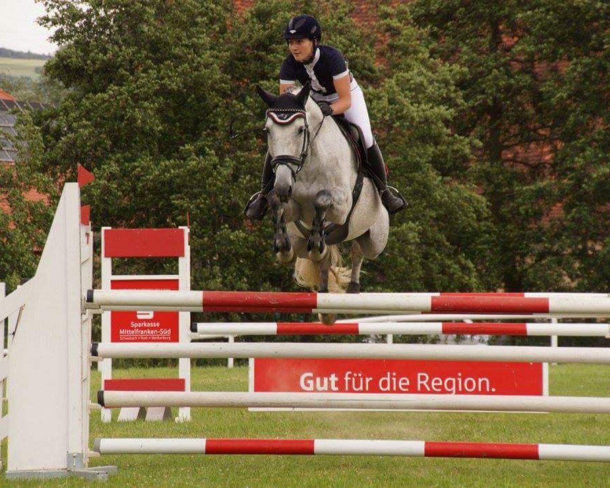 jumper Grand Plaisir F (Hanoverian, 2008, from Stalypso)