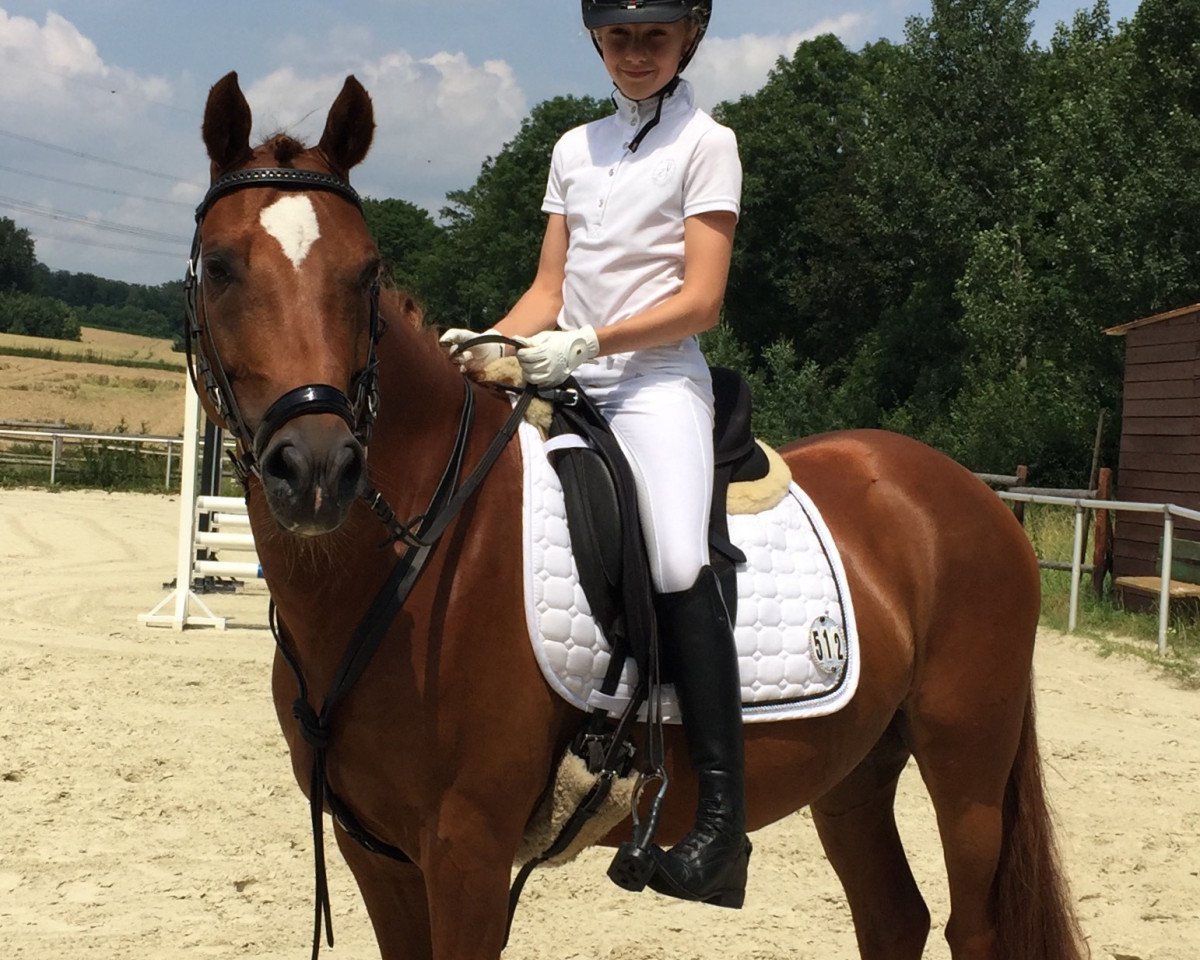 Dressurpferd Sir Hanno's Diamond (Deutsches Reitpony, 2009, von Halenkino)