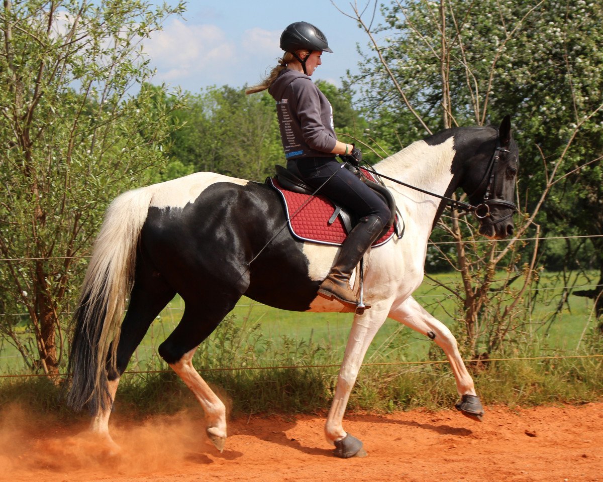 broodmare Ron-Diva (Polish Warmblood, 2010, from Ron William)