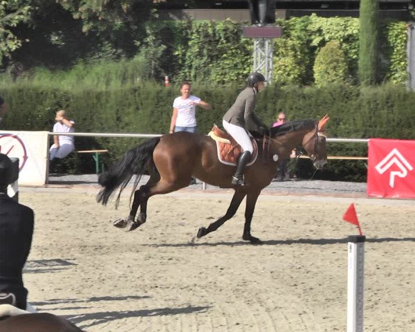 Reitturnier Durmersheim-Hardt 2018