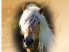 stallion Starkwind (Haflinger, 2012, from liz. 350/T Stainz)