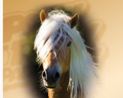 stallion Starkwind (Haflinger, 2012, from liz. 350/T Stainz)