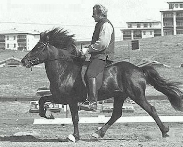 Deckhengst Þytur frá Enni (Islandpferd, 1980, von Gustur frá Sauðárkróki)