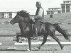 stallion Þytur frá Enni (Iceland Horse, 1980, from Gustur frá Sauðárkróki)