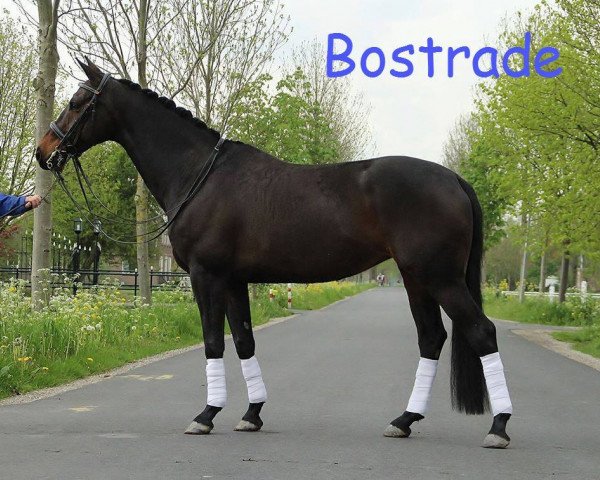 Zuchtstute Bostrade (Koninklijk Warmbloed Paardenstamboek Nederland (KWPN), 2006, von Jazz)