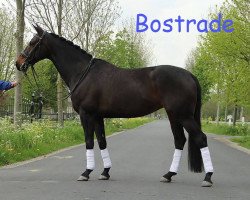 broodmare Bostrade (KWPN (Royal Dutch Sporthorse), 2006, from Jazz)