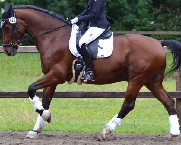 Dressurpferd Chablis (KWPN (Niederländisches Warmblut), 2007, von Contango)