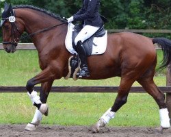 dressage horse Chablis (KWPN (Royal Dutch Sporthorse), 2007, from Contango)