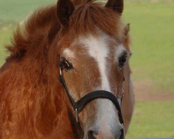 horse Arras (German Riding Pony, 1975, from Askan)