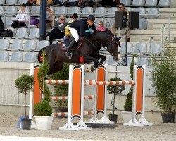 jumper Cicero 117 (Oldenburg show jumper, 2009, from Berlin)