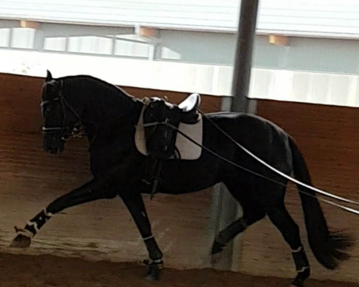 broodmare Heroniek (KWPN (Royal Dutch Sporthorse), 2012, from Cupido)