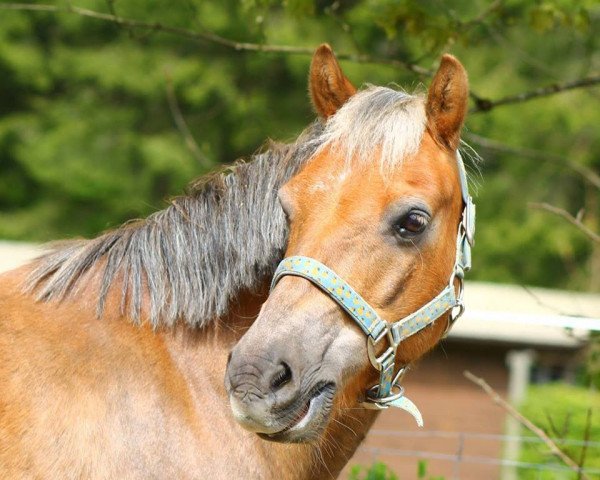 Pferd Mio (Welsh Partbred, 2000, von Conrado)