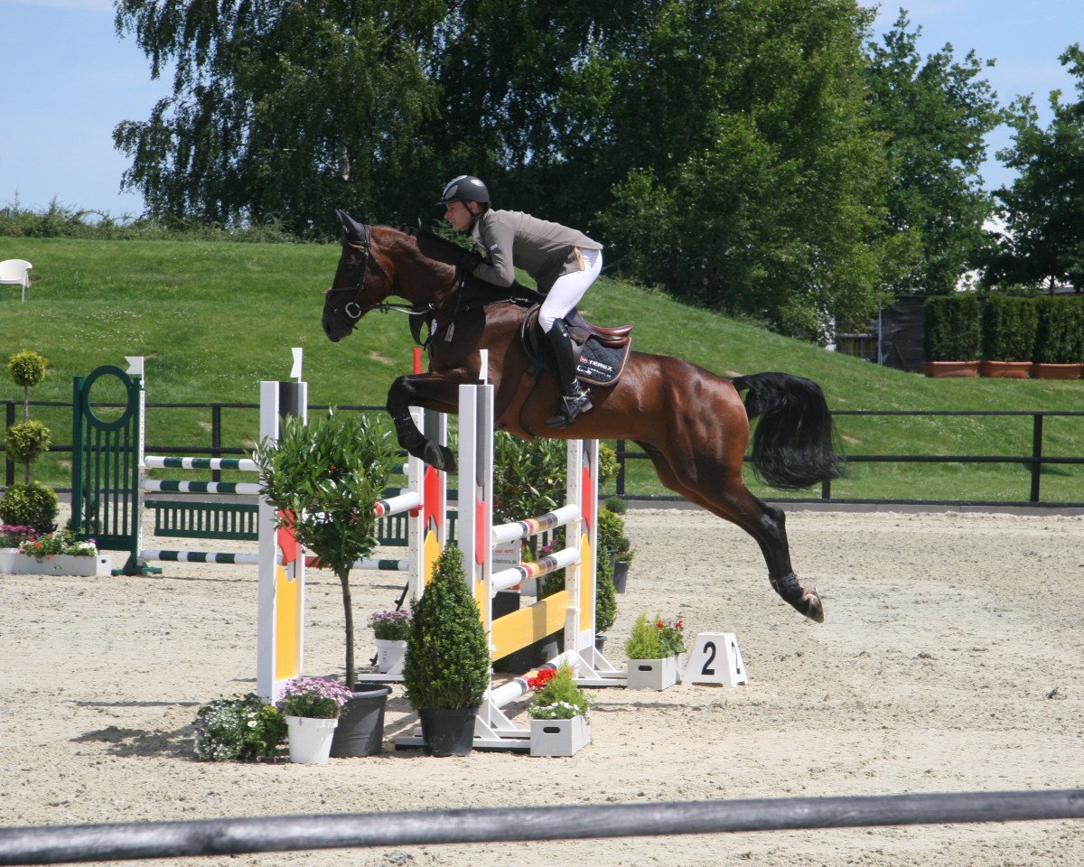 Springpferd Celesco (Hannoveraner, 2007, von Convoi)