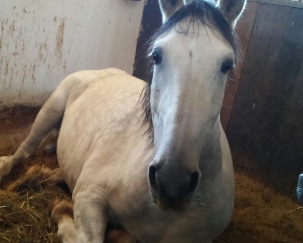 dressage horse Don Cabro (Andalusier, 2004)