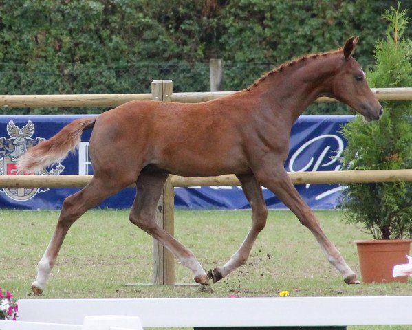 horse Ray Charles H (Westphalian, 2012, from Real Diamond)