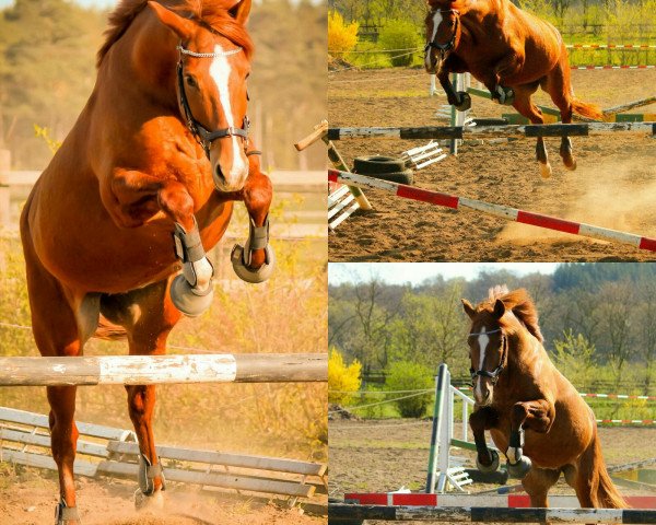 broodmare Lady Lea (Trakehner, 2005, from Elkadi II)