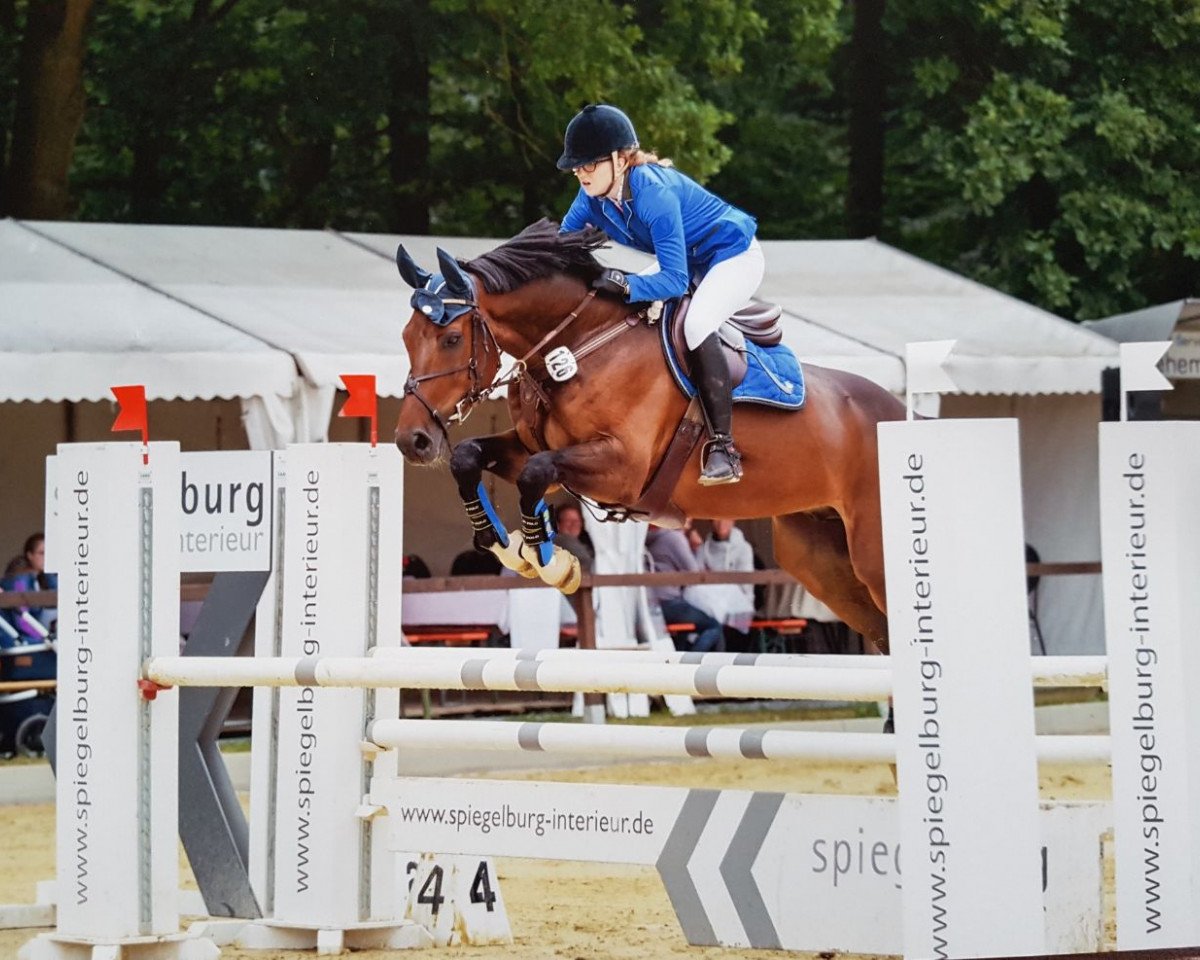 Springpferd Catan GS (Westfale, 2010, von Congress)