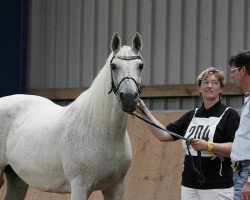 broodmare Kurbaby (Little German Riding Horse, 1991, from Keemal ox)