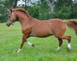 horse Mister Hopkins 1 (German Riding Pony, 1992, from Halenkino)