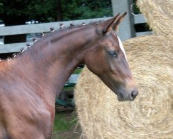 broodmare Goldika II (Mecklenburg, 2017, from Goldberg)