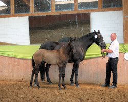 stallion Le Vivaldi x Lord Kemm (Mecklenburg,  , from Le Vivaldi)