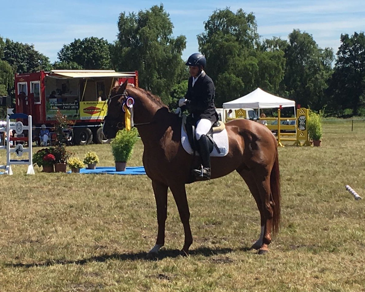 stallion Vivarant (Hanoverian, 2014, from Vivaldi)