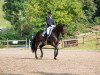 dressage horse Diamo's Diamond (Rhinelander, 2011, from Diamo Gold)