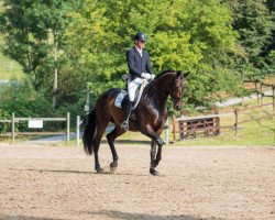 dressage horse Diamo's Diamond (Rhinelander, 2011, from Diamo Gold)