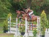 jumper Barolo Estate (German Sport Horse, 2006, from Blackstone I)