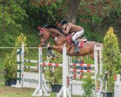 jumper Barolo Estate (German Sport Horse, 2006, from Blackstone I)