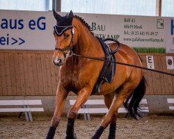 jumper Advokat H (German Warmblood, 2008)