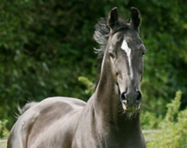 stallion Placido (Oldenburg, 1986, from Pik Bube I)