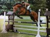 jumper Scirocco Estate (German Sport Horse, 2012, from Santiano 3)