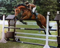 jumper Scirocco Estate (German Sport Horse, 2012, from Santiano 3)