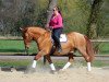 dressage horse Rocky 1538 (Hanoverian, 2005)